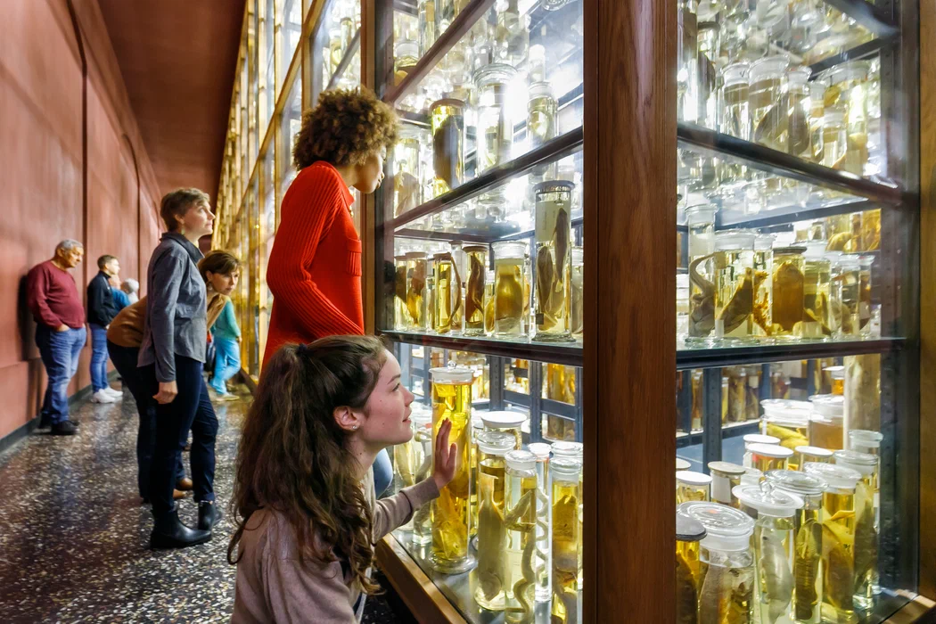 Museum für Naturkunde - Leibniz Institute for Evolution and Biodiversity Science